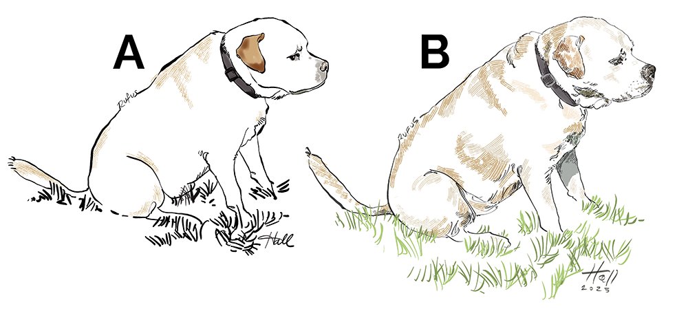 HallCreativeFL's tweet image. Need your help (again):
Which dog drawing style do you like best?
Both of my drawings show the same pup — just different styles.
A — Simpler lines, more graphic.
B — Detailed lines, soft, lifelike.

If you were ordering a drawing of your pet, which would you pick — A or B?
