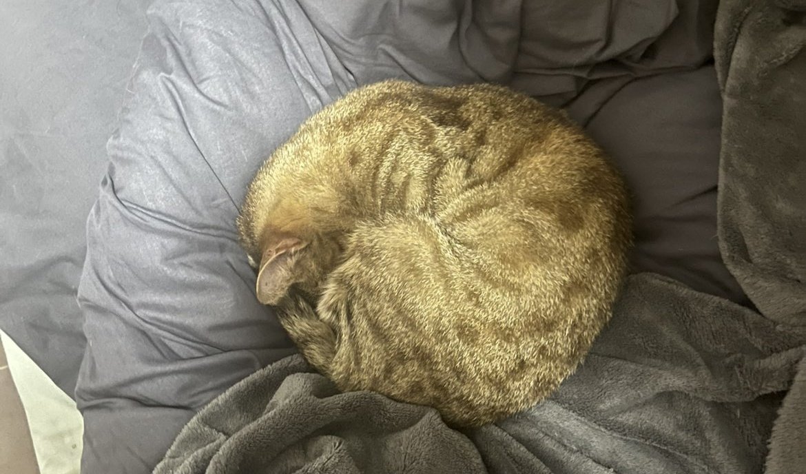 Mathookee's tweet image. 