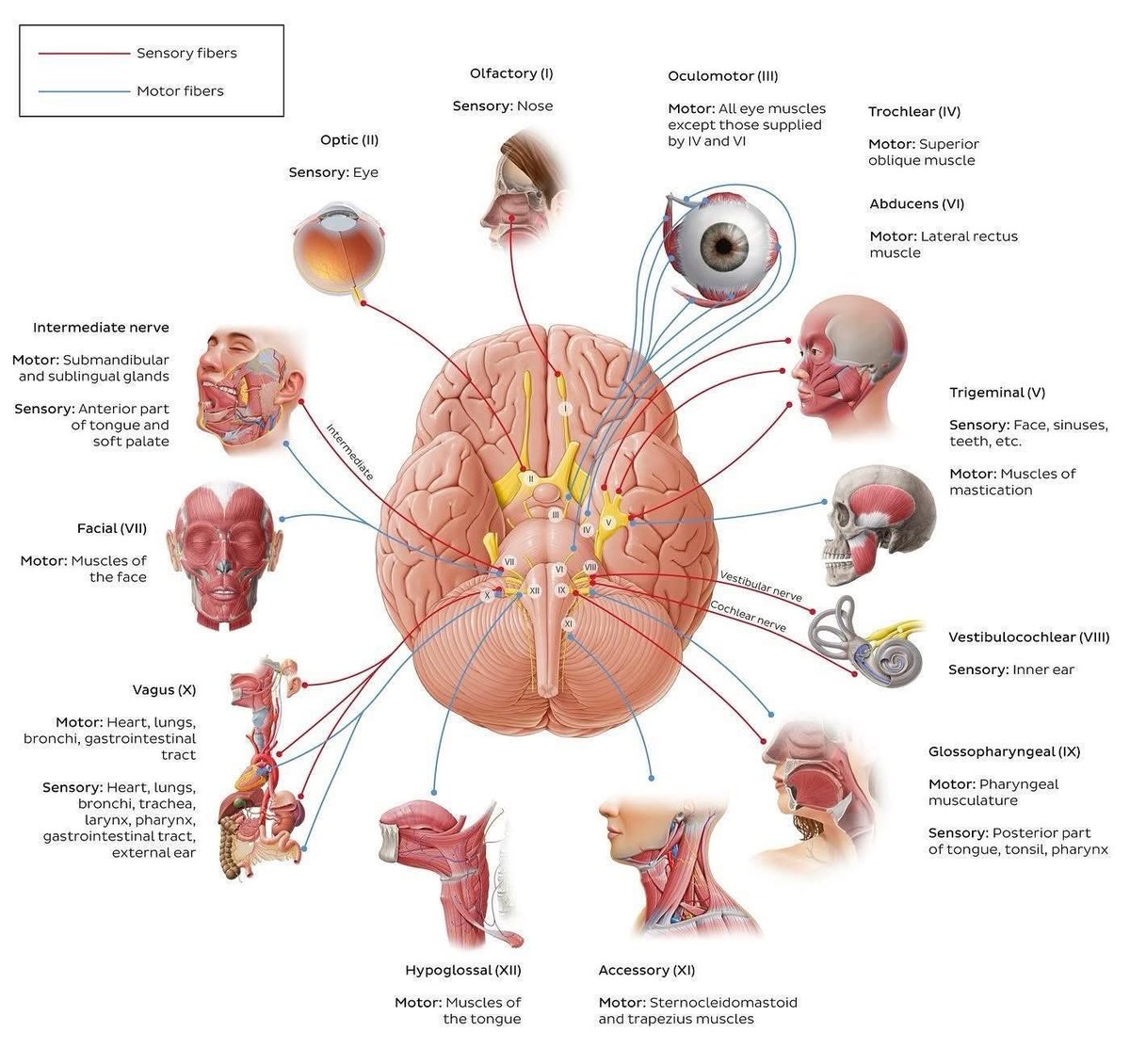 للامانة مافيه اجمل من كذا ملخص 
عن ال Cranial Nerves 

احفظه عندك