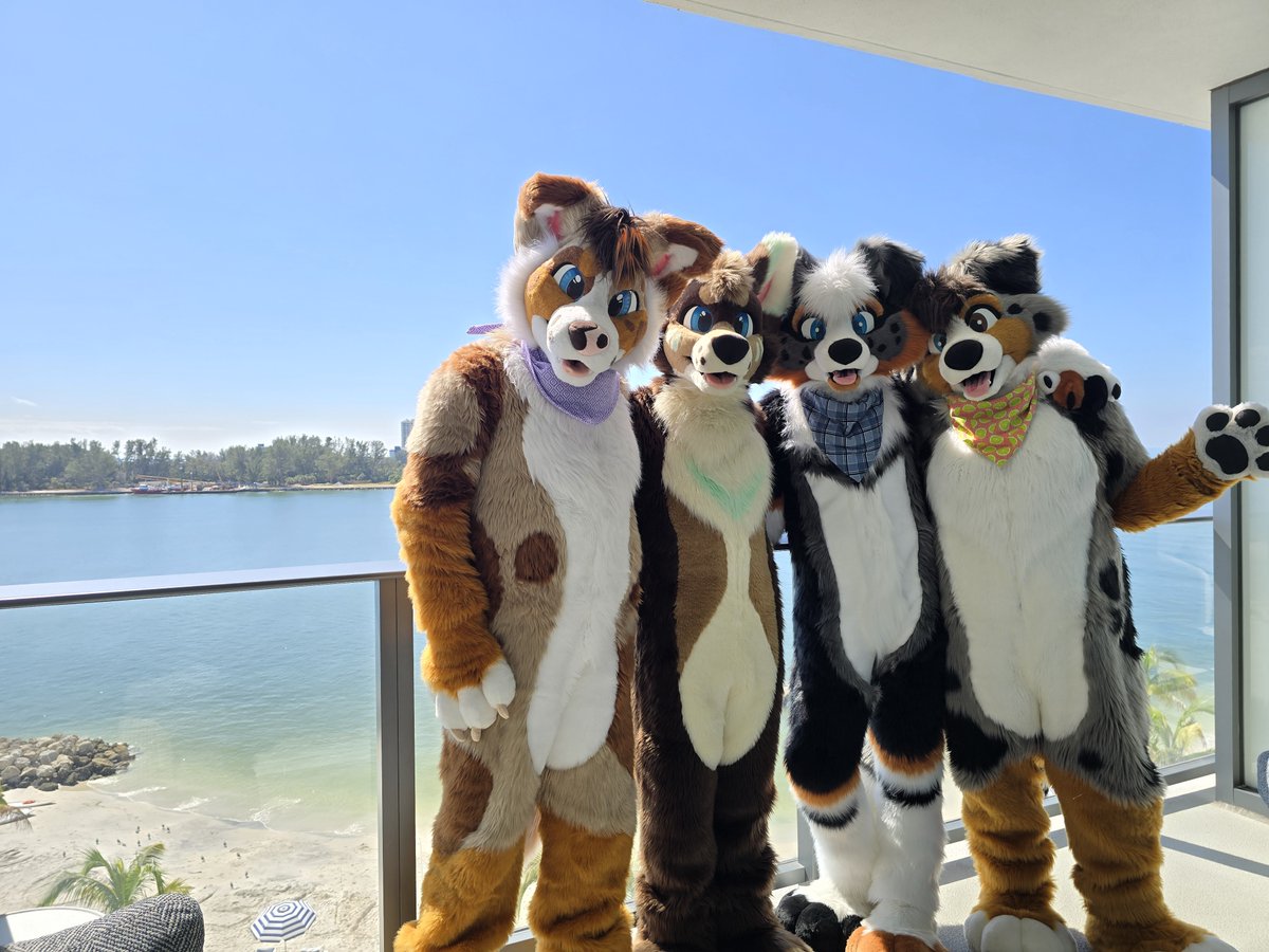Happy #FursuitFriday, this time from a sunny Clearwater, Florida - together with <a href="/VarroWolf/">Varro</a> <a href="/BriarCollie/">Briar 🐑 🔜 ANE/NFC</a> and <a href="/HeyBayle/">BAYLE earnhardt jr</a> ❤️ Thanks to these Florida fluffies for such an amazing 2 week long vacation, miss you doggies so much already 🥰🥰