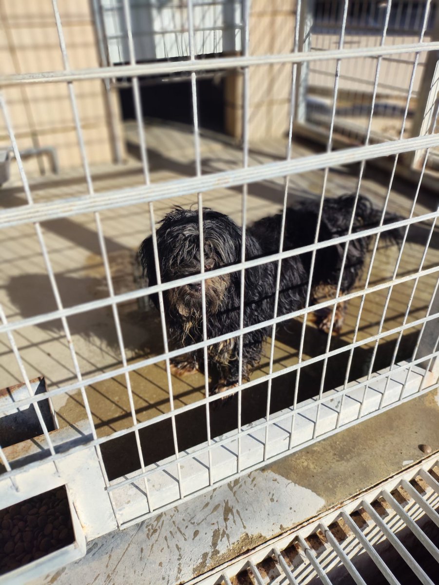 #Valencia
#KIKO acaba de ser aband3nado por su familia, tras 9 años de absoluta lealtad y lo está pasando francamente mal.

Busca cualquiera de estas dos cosas...

•Una acogida tranquila y paciente para recuperarse emocionalmente, lejos del ruido y la frialdad de la perrera.