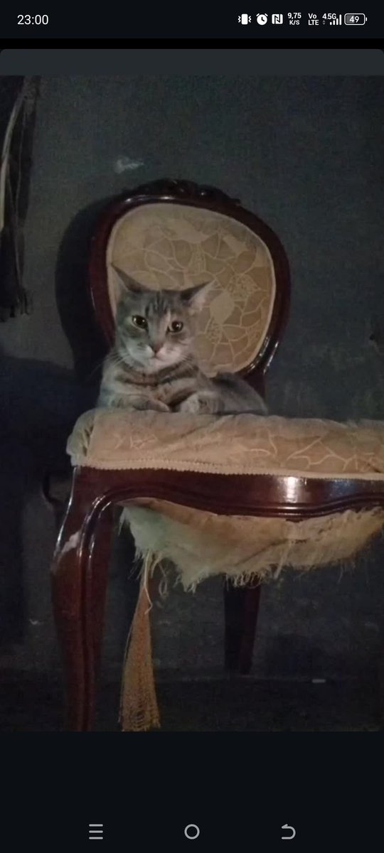Mahmut382198's tweet photo. @belgeseIdunyasi Buda benden 😸 https://t.co/F0aRy7EDRR