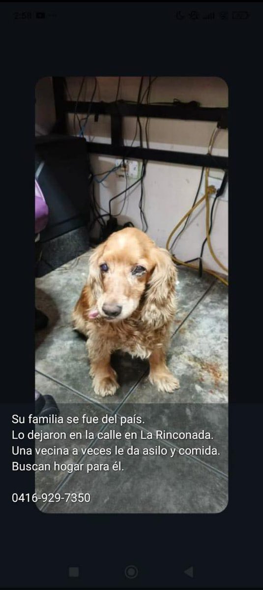 A64029345's tweet photo. Su familia se fue del país
La dejaron abandonada en la Rinconada
Ella necesita un familia a quien darle amor y que sean responsables y amorosos con ella.
Ayudame replicando su caso y que aparezca un alma humana 
Por fa llama al
04169297350 llamo y nadie responde si alguien sabe https://t.co/OUMMPlppr9