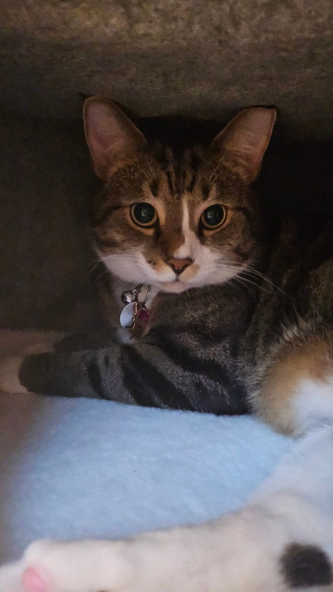 HuniBuni_'s tweet photo. I just want to put it out there and ask.... 

How did i get so lucky to have 3 beautiful cats? 

And Yes Luna (purple bow) is an ARMY 😂 her bias is Hobi https://t.co/MCZx84C7qq