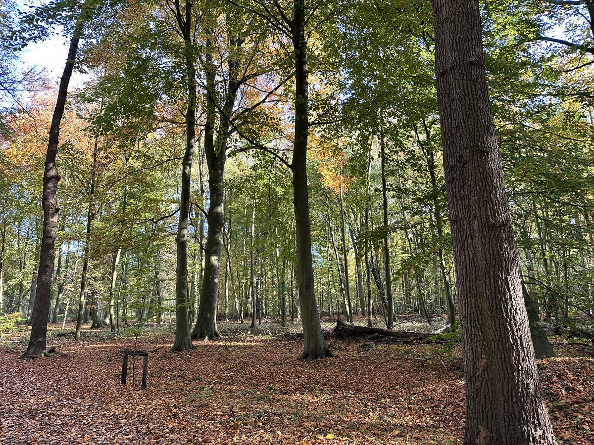 graaf_ria's tweet photo. Oostvoorne 7 november 2025 https://t.co/XiVvYAwzu9