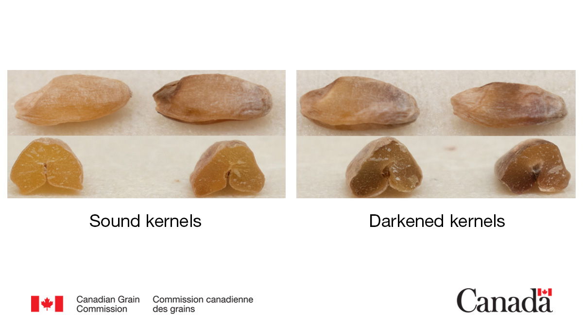 Canadian Grain Commission tweet media