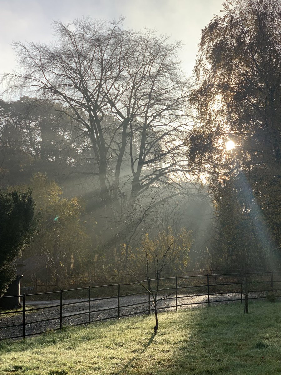 Through the trees