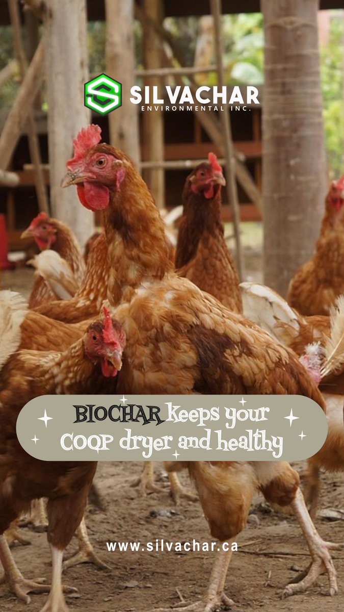 SilvacharBC's tweet image. Biochar keeps your coop dry and healthy. Fresher air, drier bedding, happier hens! 🐣
Learn more 👉 shorturl.at/DTkRV

#Biochar #OdorControl #BackyardChickens #EcoFarm