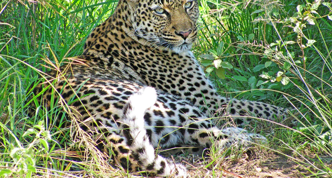Visit_UG's tweet photo. CLASSIC 18 DAYS CHRISTMAS/NEW YEARS HOLIDAY SAFARI ITINERARY:

18 Days, 17 Nights in the Wild, for departure dates, costs and itinerary, kindly visit us at https://t.co/iEZeMD2UA2 

Email: cs@visiteuganda.com or +256-755-200004/778307060

#ExploreUganda #VisitUganda https://t.co/PVcZA7fObJ