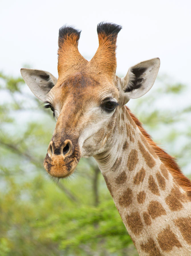 Visit_UG's tweet photo. CLASSIC 18 DAYS CHRISTMAS/NEW YEARS HOLIDAY SAFARI ITINERARY:

18 Days, 17 Nights in the Wild, for departure dates, costs and itinerary, kindly visit us at https://t.co/iEZeMD3spA 

Email: cs@visiteuganda.com or +256-755-200004/778307060

#ExploreUganda #VisitUganda https://t.co/CGCVDnBrN3