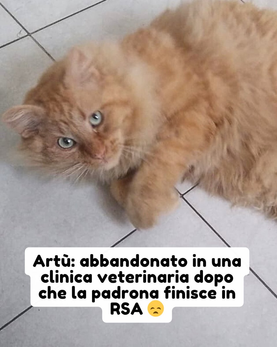 Legnano 347 7411178

Artù è stato abbandonato dopo che la padrona, ormai anziana, è finita in RSA e non è più in grado di prendersi cura di lui 💔

Ora questo povero gattone è passato dal vivere in casa ad essere ospitato in una clinica veterinaria 😞 #adozionegatto