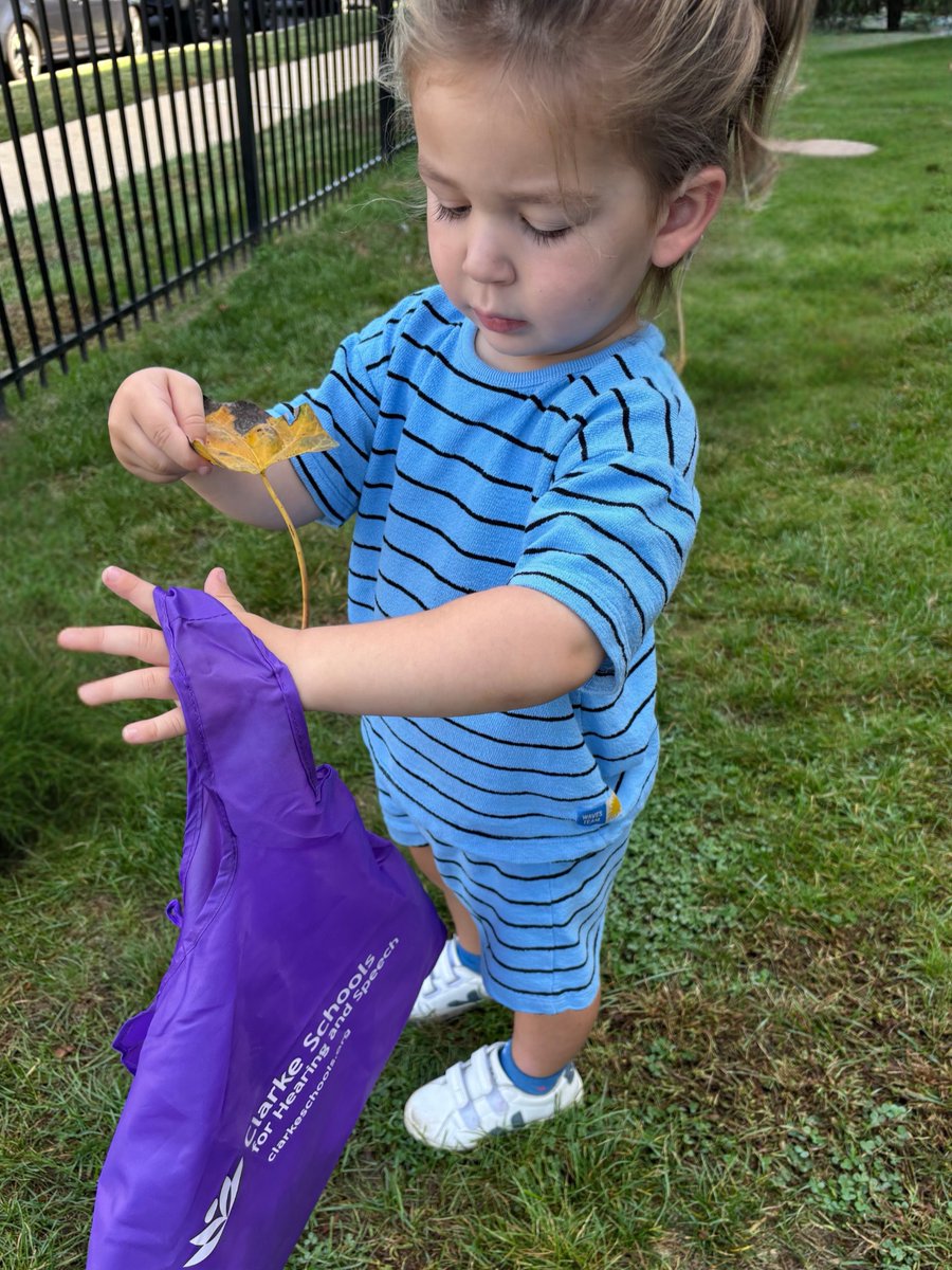 clarkeschools's tweet image. 🍁 Autumn adventures are here! 

At Clarke Pennsylvania, Cal, a student in our Birth to Age Three Program, embarked on a leaf hunt, exploring the vibrant colors, textures and magic of the season. 🍂✨ 

#ClarkeLeads #LiveLifewithSound #FallLearning