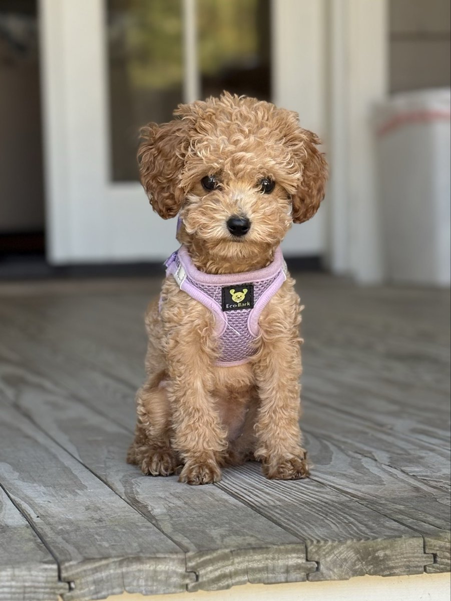 DjlGators's tweet photo. Loving our new Cavapoo puppy, Rivers!
@EcoBarkPet https://t.co/ZxfRBM1KDf