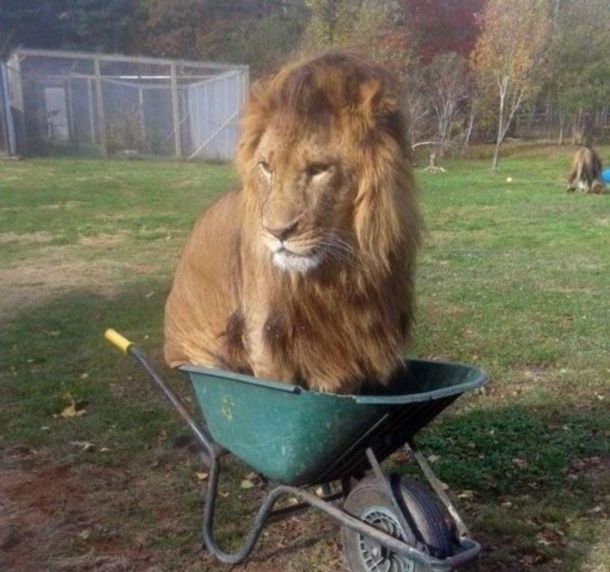 The Lion driving the RB21 in Sprint Quali