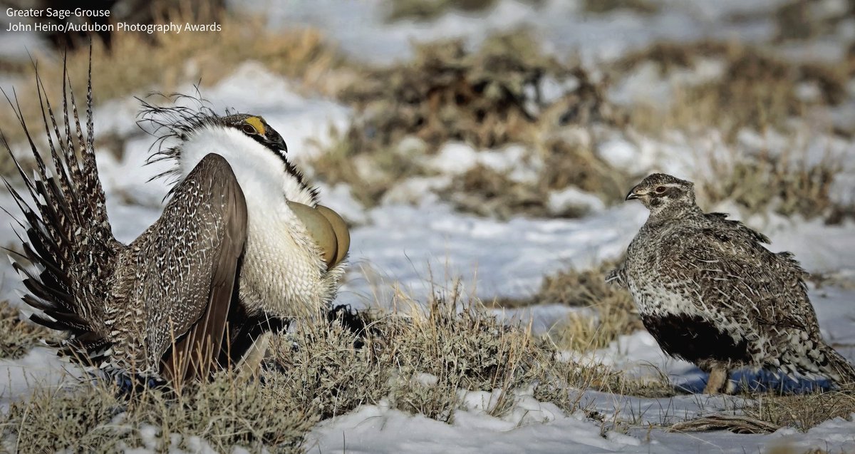 audubonsociety's tweet photo. North Dakota's annual survey of Greater Sage-Grouse populations found that the last known population in the state of this bird—long limited to North Dakota’s southwest corner—finally blinked out. Greater Sage-Grouse are now effectively extinct in the state. This disappearance underscores the urgent need for the Bureau of Land Management to approve range-wide management plans. https://t.co/8ObSUnHTXh