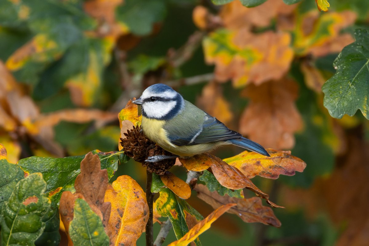Some more common birds, but still little stars. A bossy wren telling me to move on and a blue tit visiting our very autumnal Oak in the garden. <a href="/CAWOSBirding/">Cheshire & Wirral Ornithological Society</a>