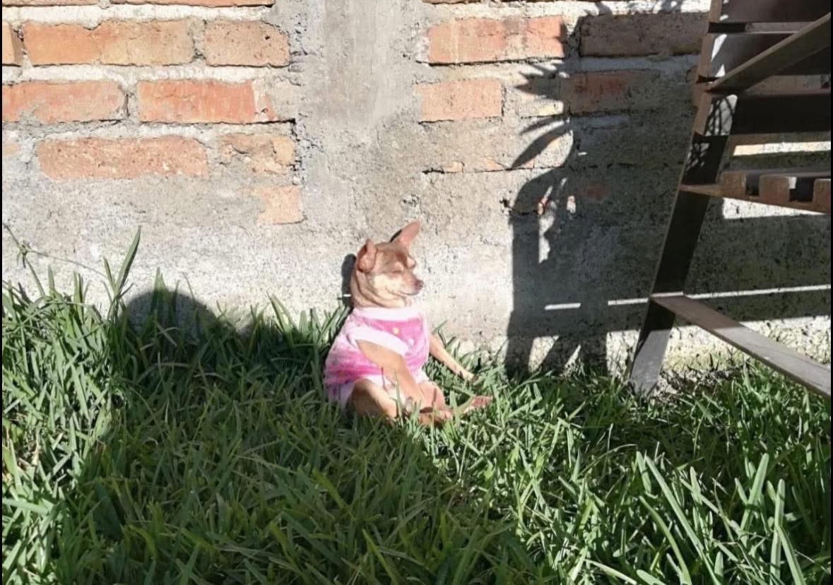 Empieza la temporada de perritos en el sol