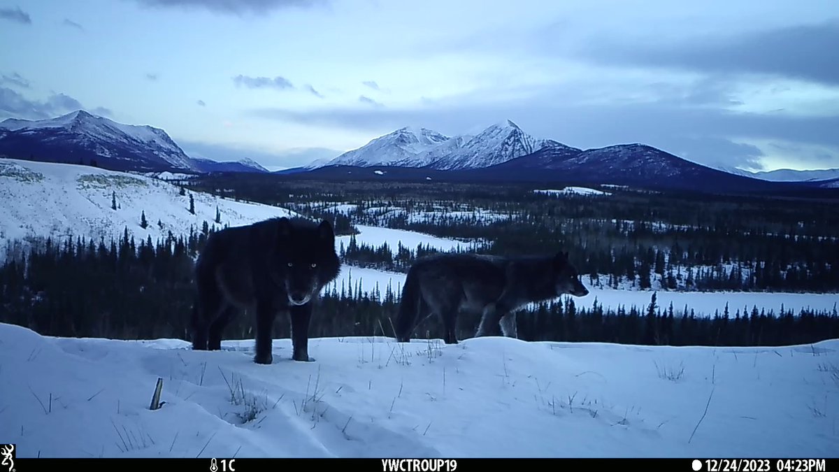 trailcam (@trail_cams) on Twitter photo 