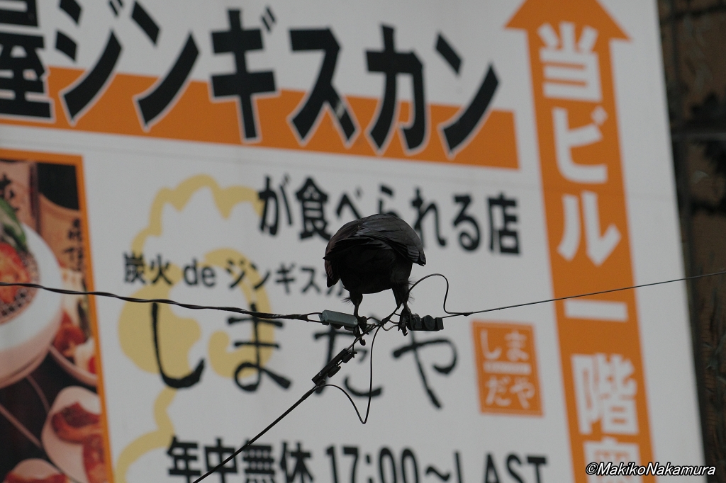 NPO法人札幌カラス研究会 on X