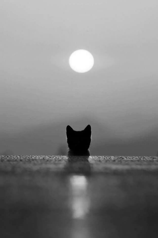 Chilawila 🦋 (@chillie9662) on Twitter photo 