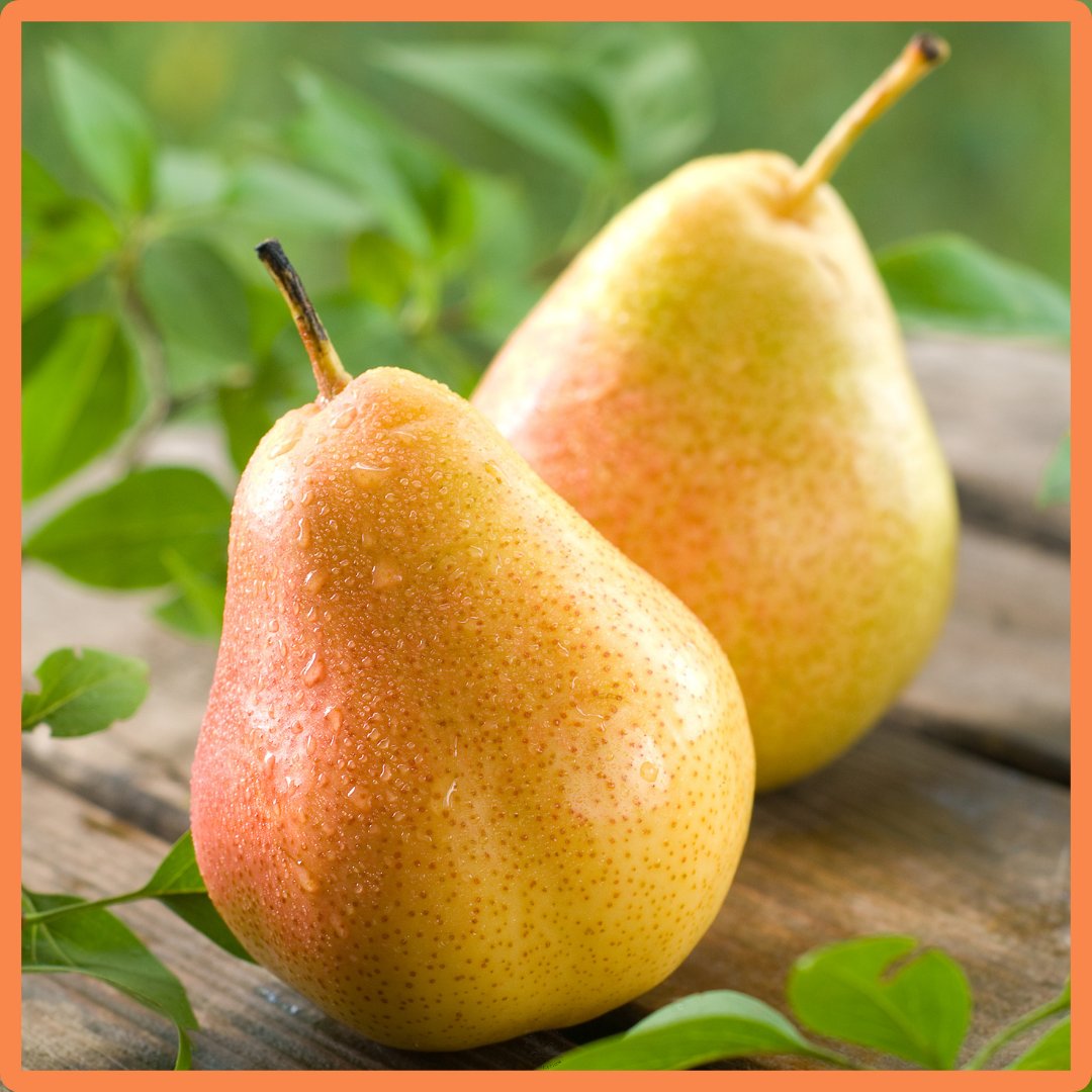 Pear began as Latin pirum and may go back to an ancient root meaning ‘to crush’. A soft fruit with a long linguistic history. greatexpectationseducation.uk/musings-words-…