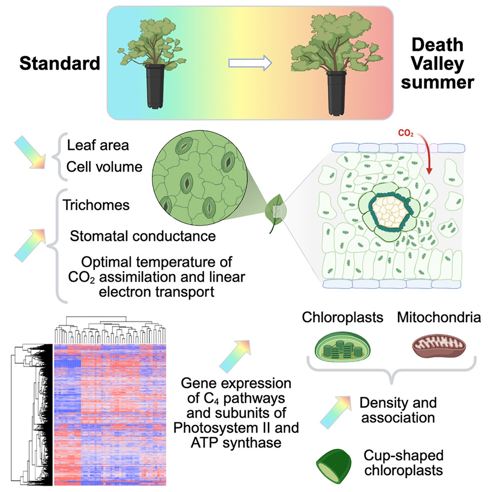 MSU_PRI's tweet image. New research out of Death Valley from the Rhee lab! 🏜️ Learn how one desert plant beats the heat through photosynthetic acclimation in their @CurrentBiology paper: sciencedirect.com/science/articl…

#PlantScience #PlantResilience