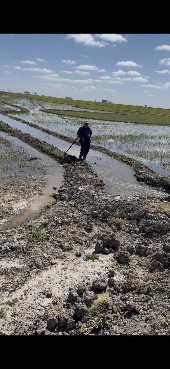 Inicio de riego de arroz. Con el clásico “aguador” , hombre q sabe conducir el agua . Los arroceros son “cabeza de agua” nos decía el recordado Ramón Erro!! Hoy el homenaje es al “aguador” oficio en extinción , gente de familias criadas en las arroceras . Sin el, no hay riego