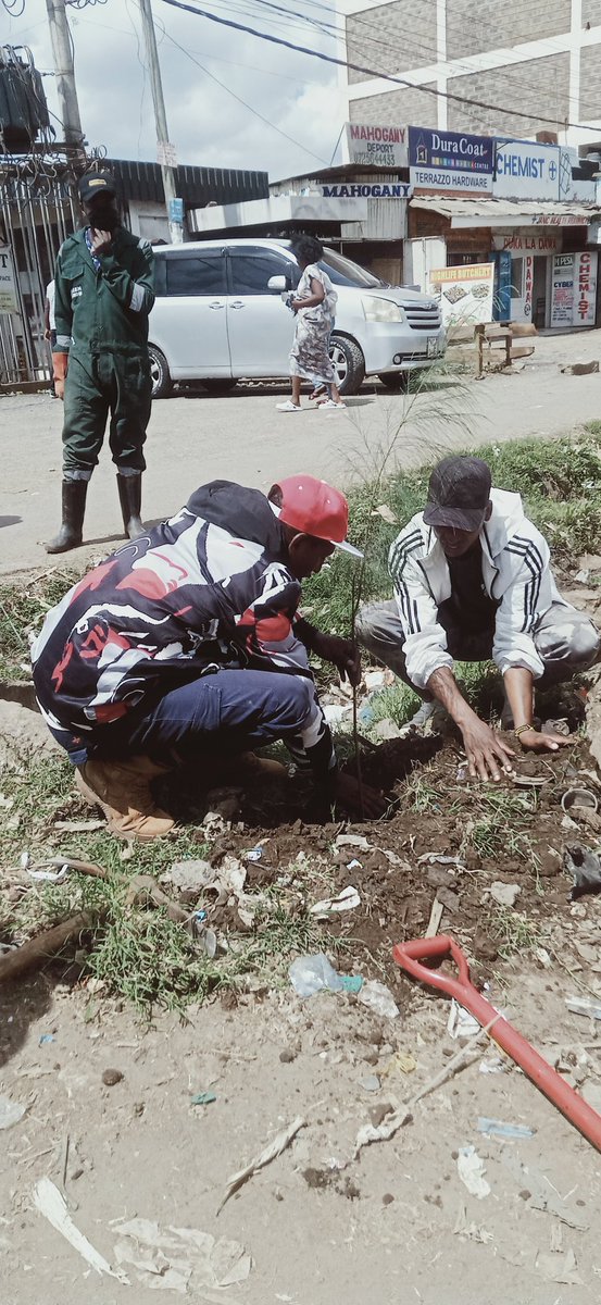 DagorettiG55803's tweet photo. Today Friday the 7th of November was a graceful day where together with the Green Army under the County Government environment department of Nairobi City County Government  and the National government. We have planted whistling pine, Markhamia Lutea, candle nut and white bottle b https://t.co/fd5c8Mzx5E