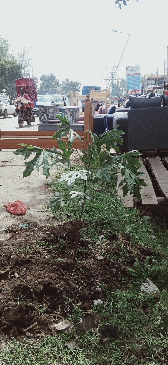 DagorettiG55803's tweet photo. Today Friday the 7th of November was a graceful day where together with the Green Army under the County Government environment department of Nairobi City County Government  and the National government. We have planted whistling pine, Markhamia Lutea, candle nut and white bottle b https://t.co/fd5c8Mzx5E