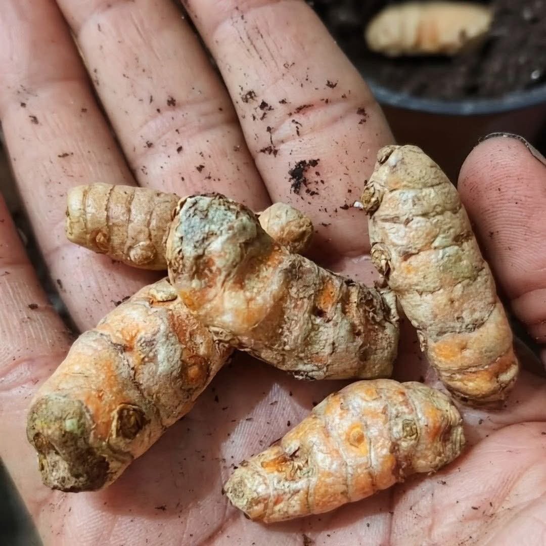 Fred’s Farm | Herbal Wellness 🌿 tweet media