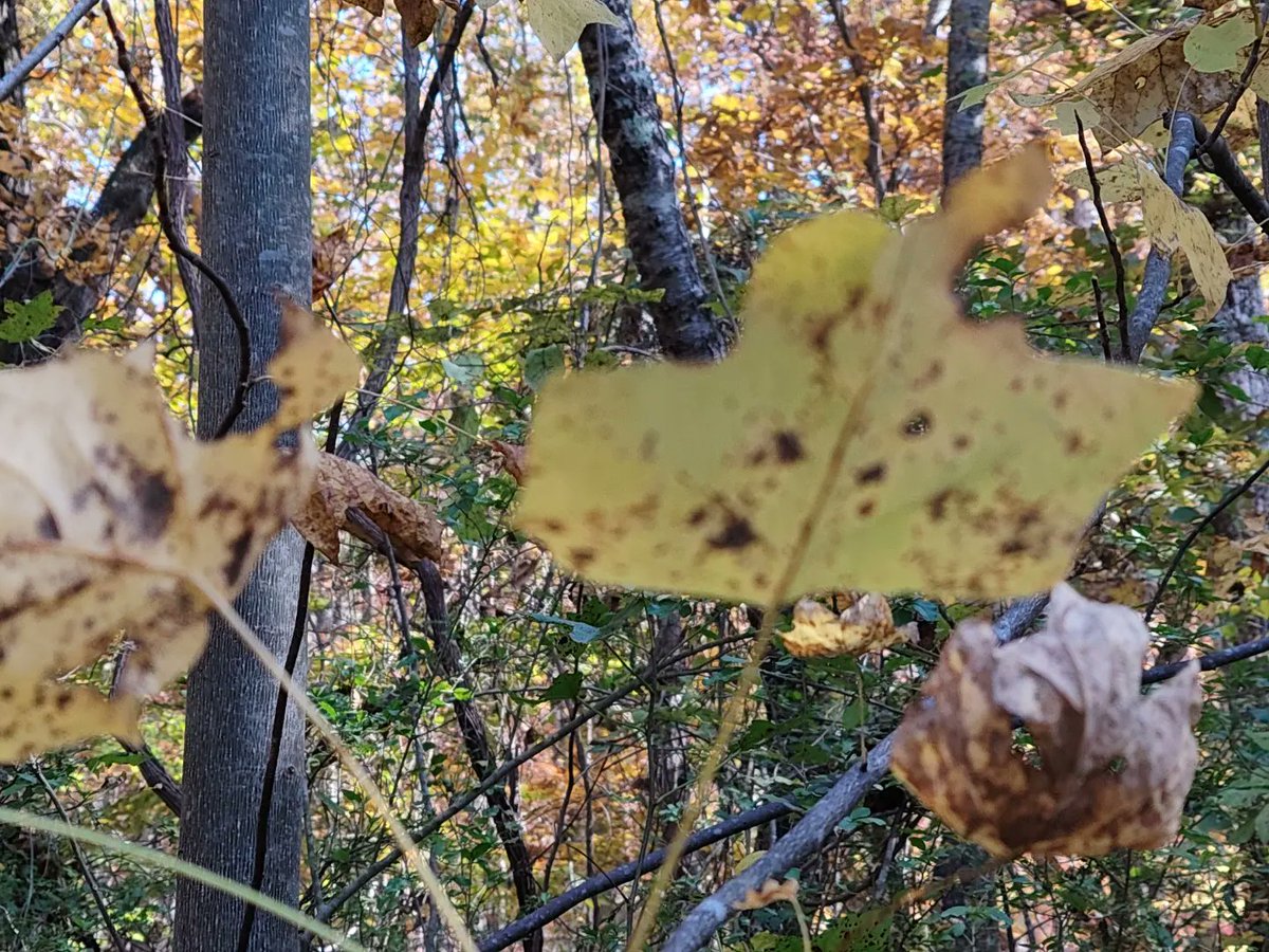 septienes's tweet photo. 🍂 #withnothing #nothingphone3a #nature #naturephotography #mobilephotography #presets #nothingcamera https://t.co/dZgLsR0bM5