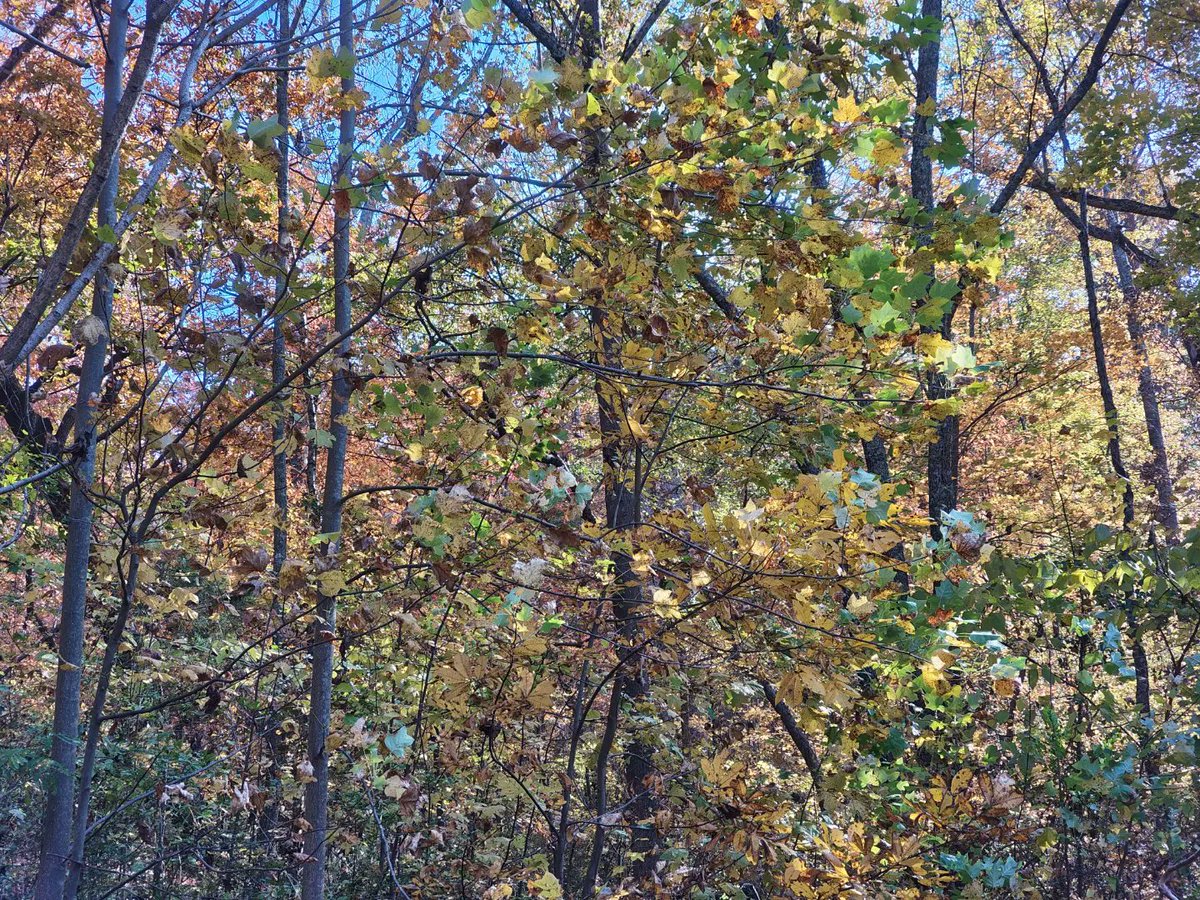 septienes's tweet photo. 🍂 #withnothing #nothingphone3a #nature #naturephotography #mobilephotography #presets #nothingcamera https://t.co/dZgLsR0bM5