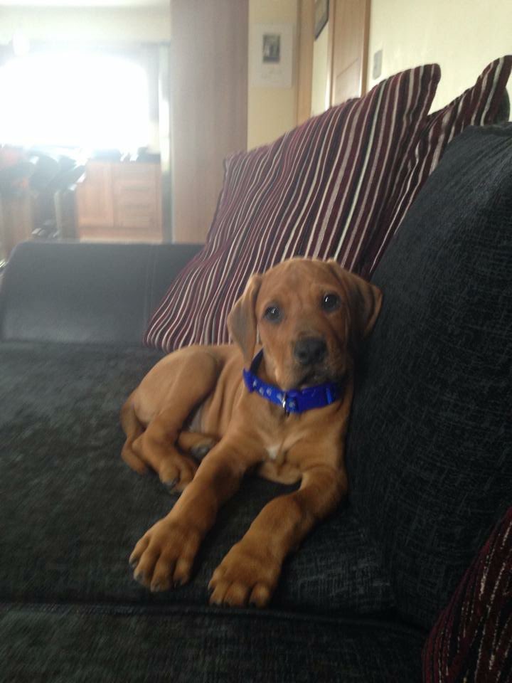 RyanOD123's tweet photo. @knaggsy097 She looks at least part ridgeback? 😃Reminds me of my boy who passed away last year… https://t.co/kbyZX4KquY