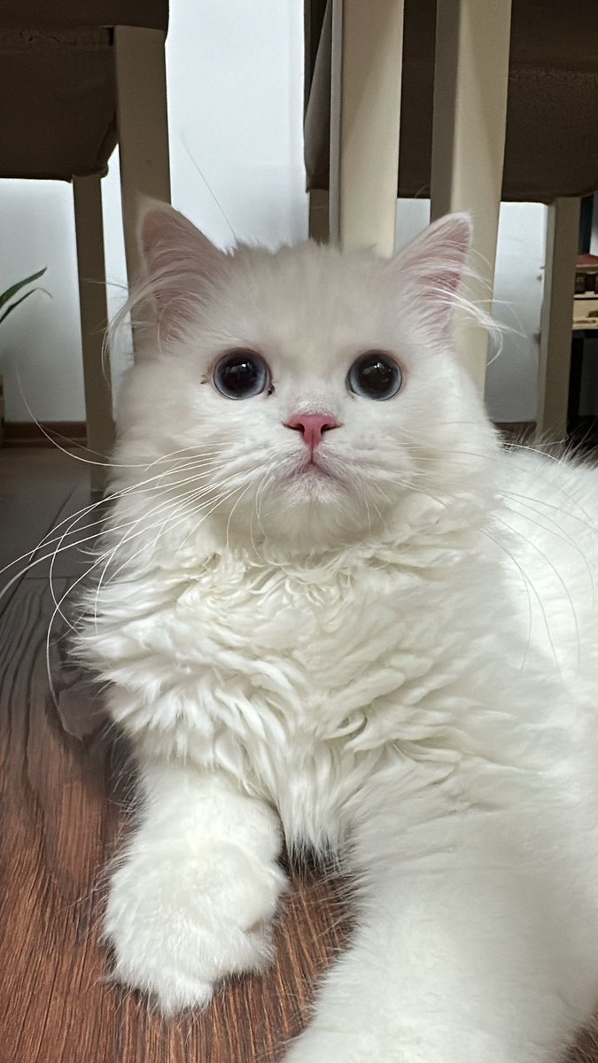 Suat aydın tweet media