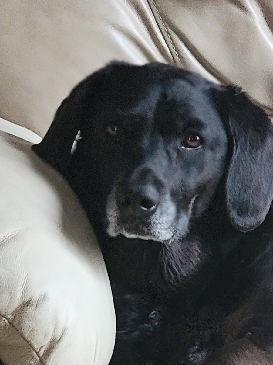 MarkRodSTL's tweet image. Of course they are!