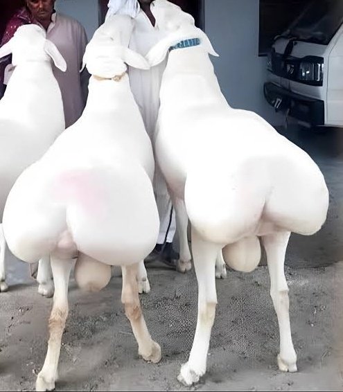 القطيع خرفان سلخها السيسي😂