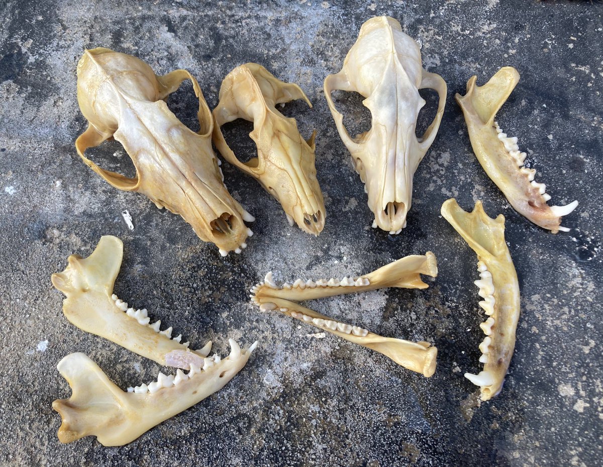 🪦 Lamb 🪦 tweet media