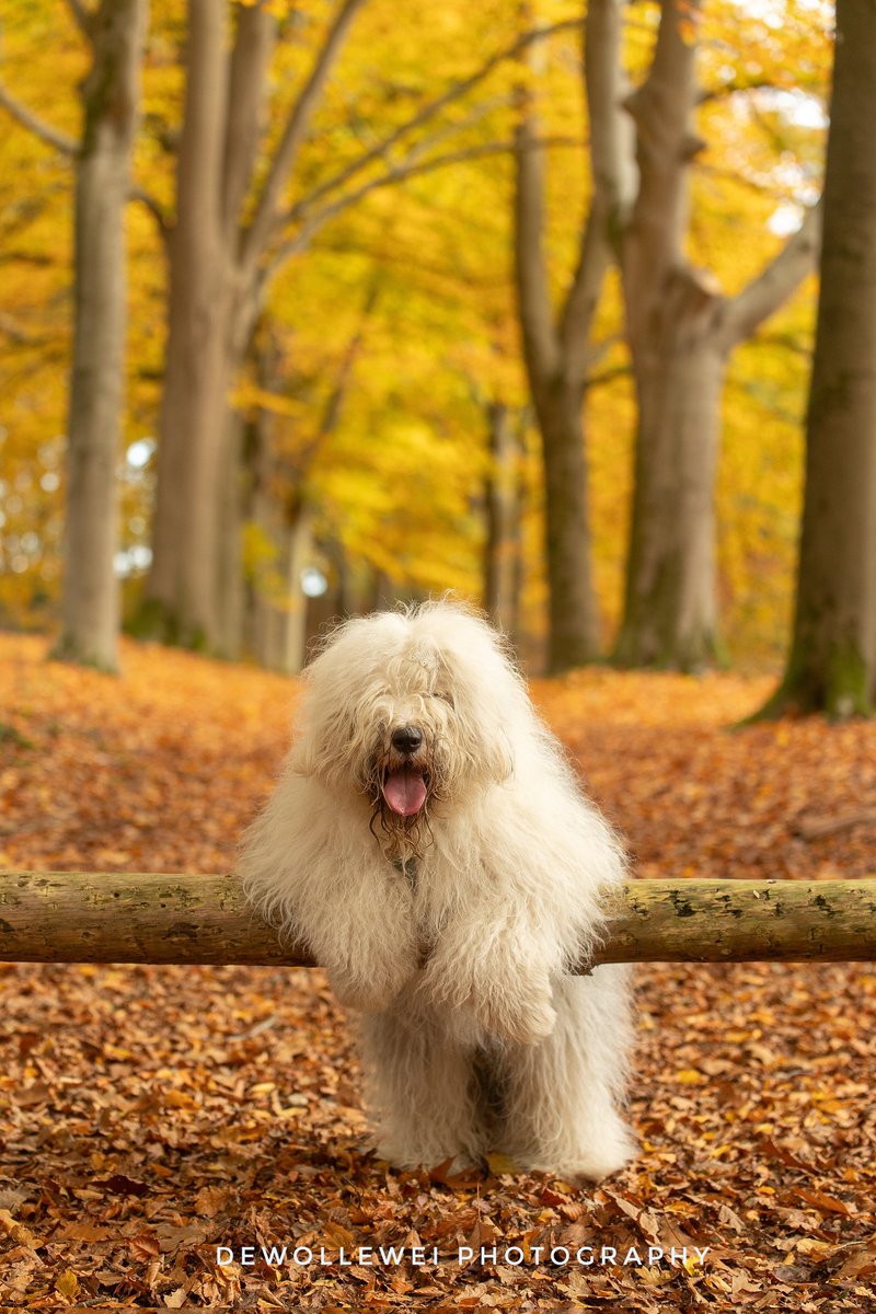 Soes
#oldenglishsheepdog 
#oes
#herfst