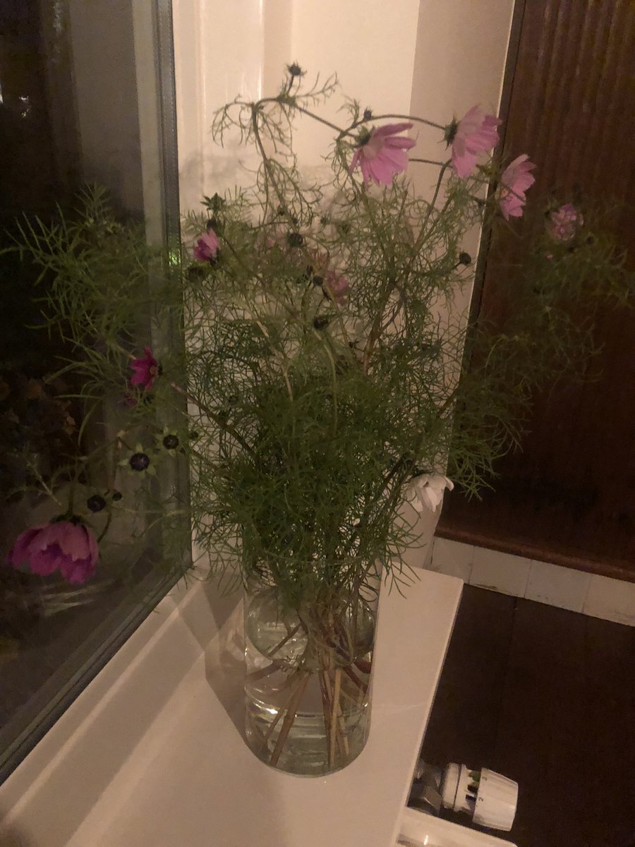 Lovely autumn light. We need to be clearing out the garden but I can’t get myself to do so. I started today on the cosmos as snow is predicted in two weeks #GardenersWorld