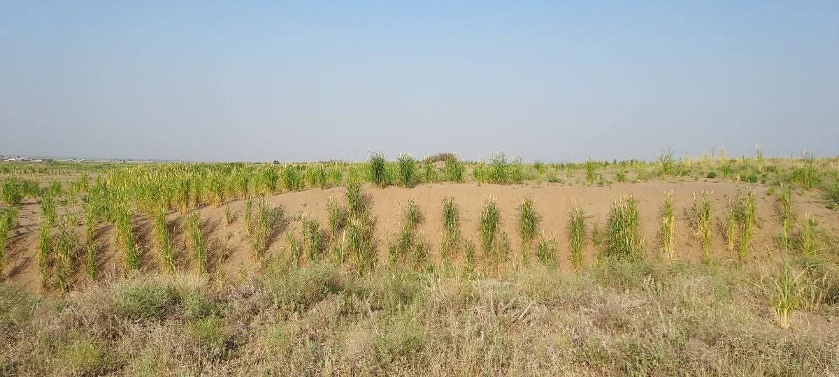 نموذج من زراعة الصحراء والكثبان بالحديدة للموسم الخريفي2025م حيث قامت وزارة الزراعة والثروة السمكية ممثلة بالمؤسسة العامة لإكثار البذور بتوزيع بذور الذرة والدخن على الجمعيات الزراعية بمحافظة الحديدة وحجة وريمة وذلك للاستفادة من مياة الامطار التي من بها الله عز وجل على ساحل تهامة.