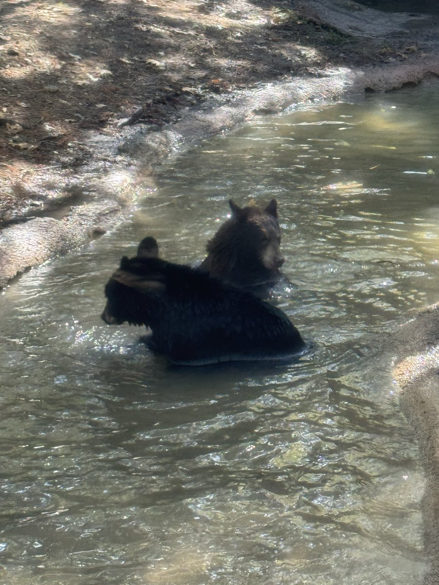 🦒🐯 “That was the BEST day ever! We saw lions, elephants, and even monkeys!” — a very excited Kinder Cub after our Fort Worth Zoo adventure 🐘🦓 #CanKinder #KinderCubs <a href="/canSTEM/">Cannon Cubs</a> <a href="/FortWorthZoo/">Fort Worth Zoo</a>