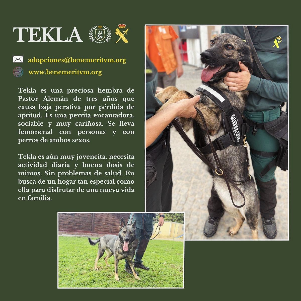 🔸𝐓𝐄𝐊𝐋𝐀 𝐄𝐍 𝐀𝐃𝐎𝐏𝐂𝐈𝐎́𝐍🔸
🔎 benemeritvm.org/services/tekla/
✉️ adopciones@benemeritvm.org
<a href="/guardiacivil/">Guardia Civil</a> #SercivioCinológico