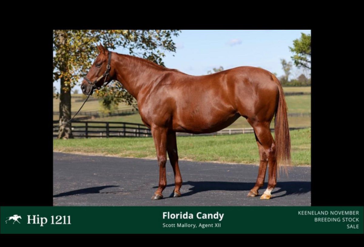 Amerika Birlesik Devletleri Keeneland Satışlarında  1211 Lot numaralı Florida Candy (Candy Ride - Spice Island(Tabosco Cat)) isimli kısrak   Domestic Product (Practical Joke) den gebe olarak ekürimiz kadrosuna katılmıştır.
