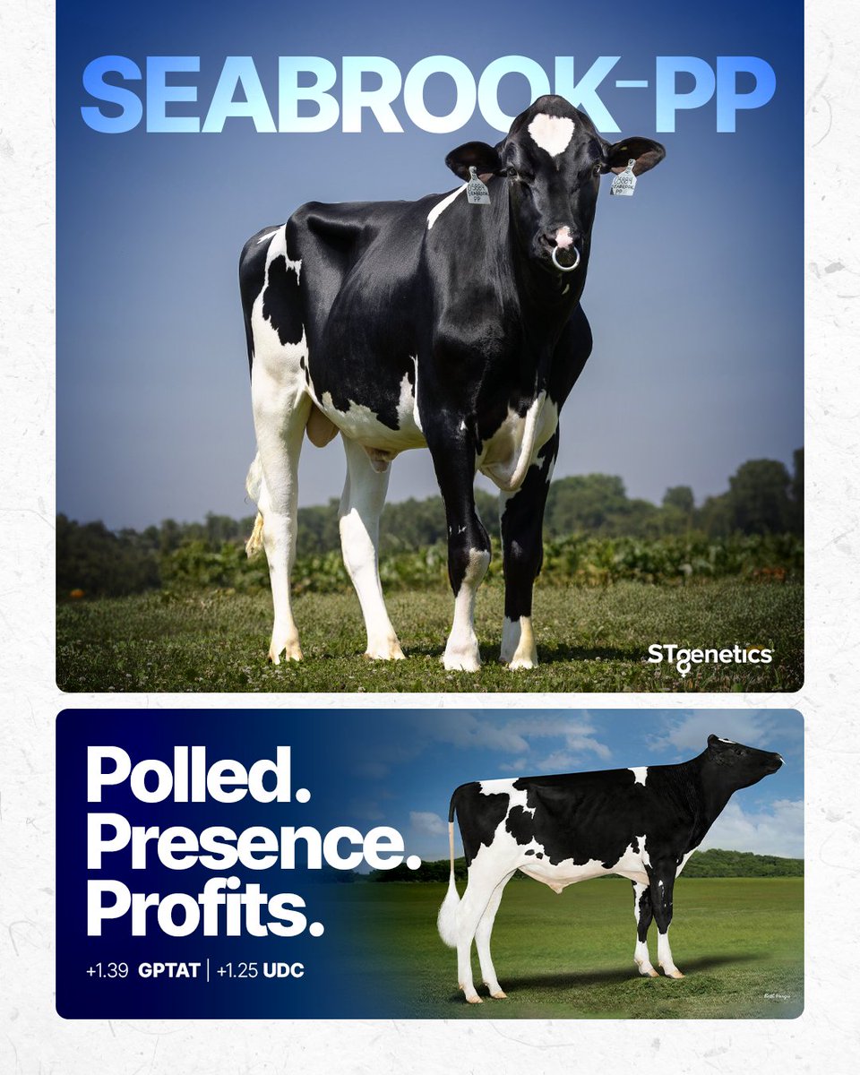 SEABROOK-PP from #STgenetics is a polled sire that delivers a beautiful combination of type and production! SEABROOK-PP is +3067 GTPI +3.3 PL +.1 CCR SEABROOK-PP is +1.39 GPTAT +1.25 UDC #SEABROOKPP is available in #UltraplusHighPurity™: bit.ly/44ENsEw #EcoFeed