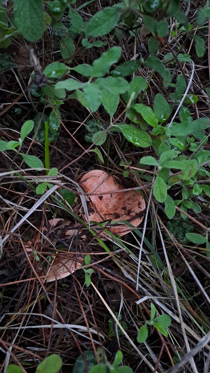 Kanlıca Mantarı #melki #kanlica #cintar #mushroom