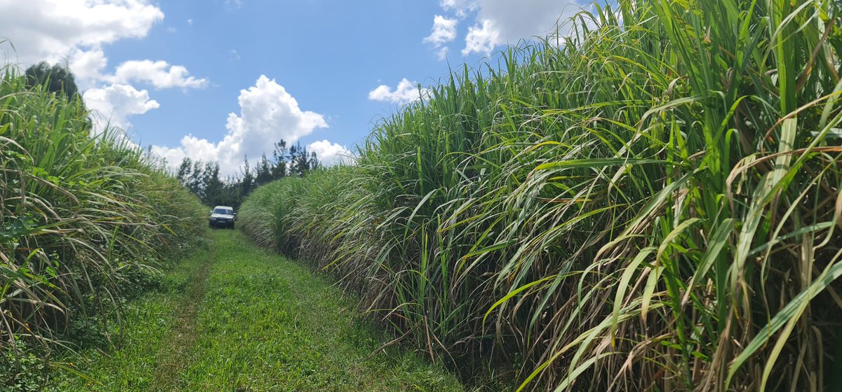 Cathy Cole Ltd tweet media