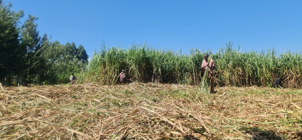 Cathy Cole Ltd tweet media