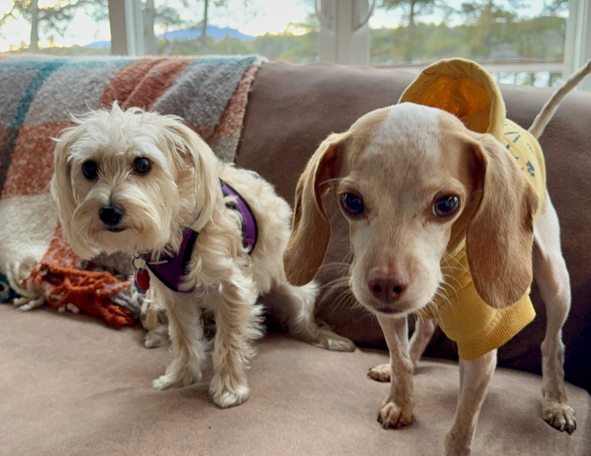 My little cousin Betty is here today! 🐾🐶🐾🐶🐾

#livingmybestlife #hydrocephalus #braintumor #heckcancer #pocketbeagle #lemonbeagle #beagle #dogsoftwitter #dogsofx