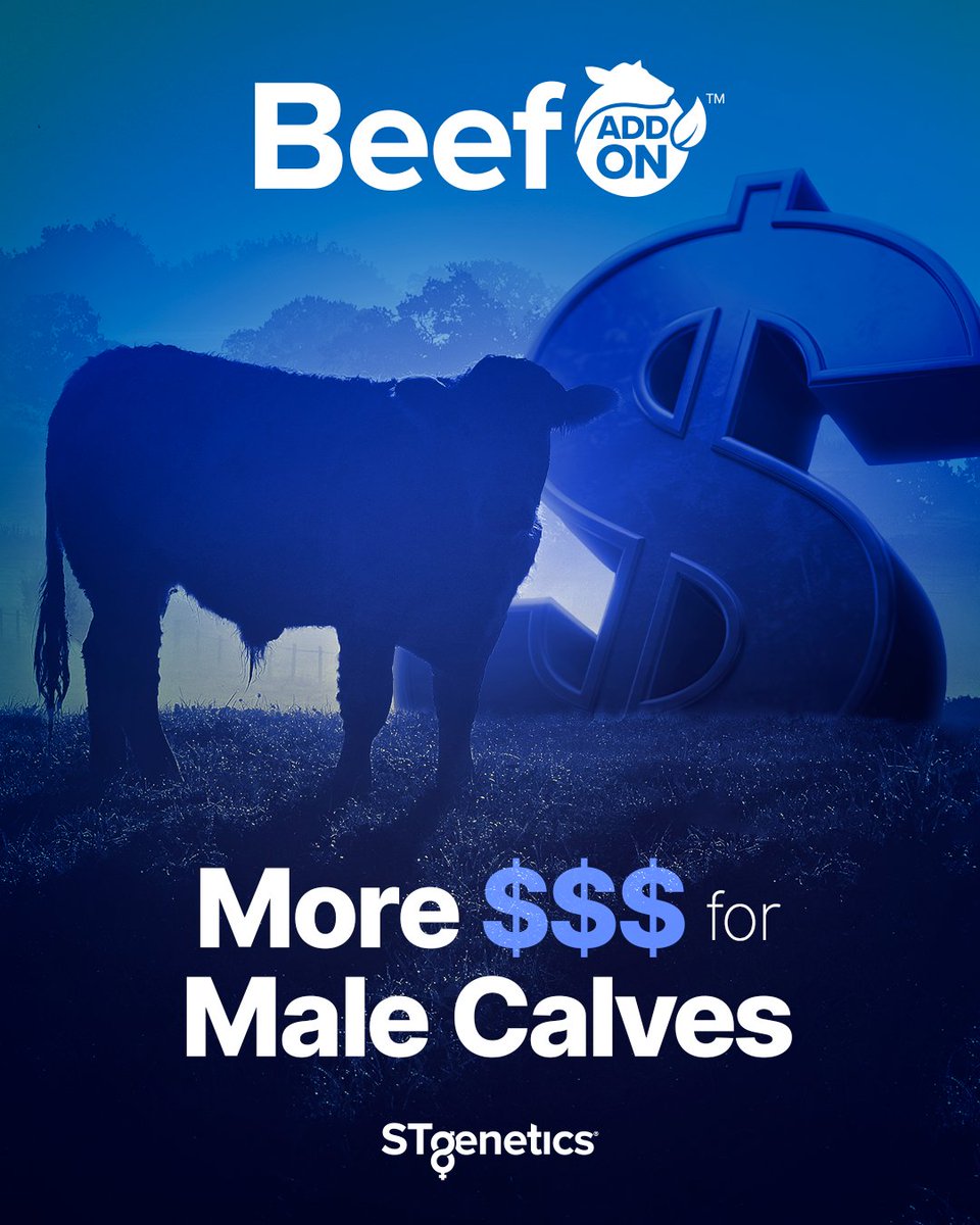 Beef on Dairy – A Valuable Proposition! Programs like STgenetics’ Beef Add On™ are helping dairy farmers get the most value for these calves by creating consistency, quality and specialization from conception to meat case. Read more about: bit.ly/3H1b51W  #STgenetics