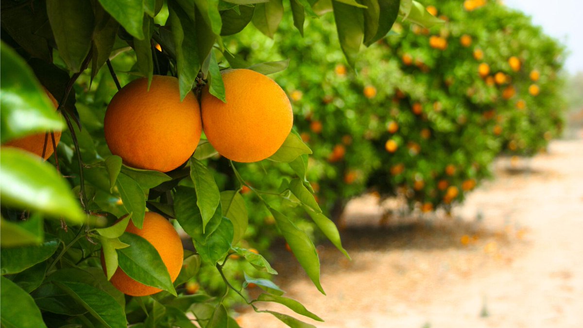 Citrus growers, are you getting the most from your trees? We help optimize crop growth through:
✅ Soil, sap, &amp; leaf tissue analysis
✅ Proven nutrient programs
✅ Expert support tailored to field conditions
Get the insights you need to protect your harvest &amp; maximize yield.